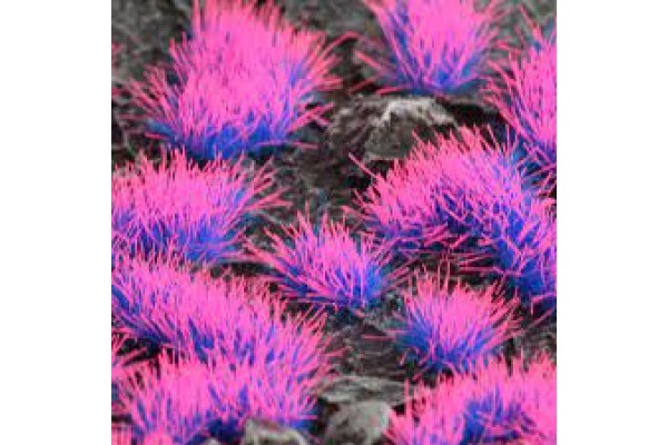 Alien Neon 4Mm - Wild