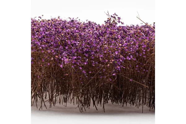 Tall Shrubbery - Autumn Purple