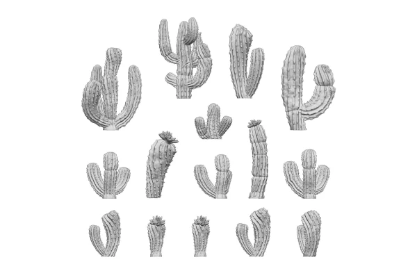 Saguaro Cactus 1:48-1:35
